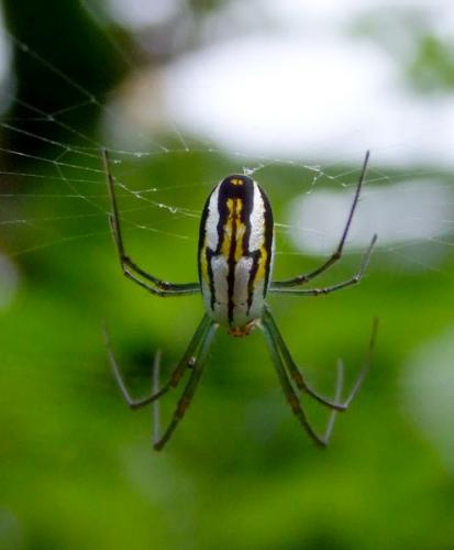 Leucauge argyra