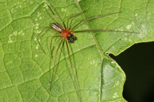 Neriene radiata