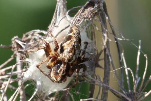 Oxyopes sp.