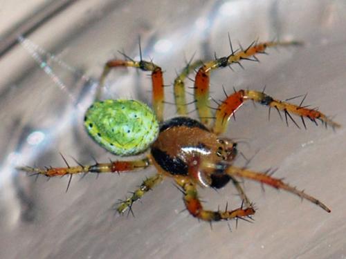 Araniella opisthographa