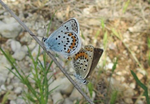 Plebejus argus