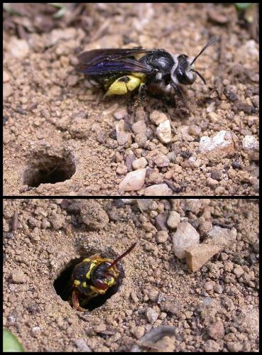 Réf. 103 466 : Nomada melathoracica