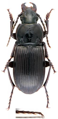 Abax pyrenaeus
