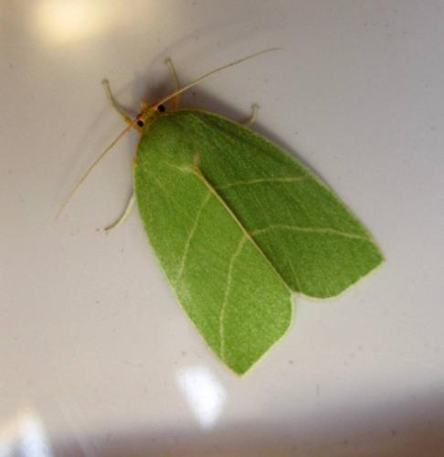 Bena bicolorana
