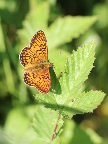 Réf. 103 405 : Boloria eunomia