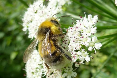 Réf. 103 059 : Bombus lucorum