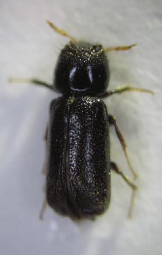 Xylopertha retusa