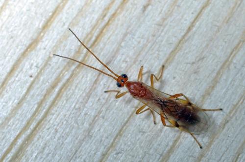 Réf. 103 532 : Aleiodes sp.