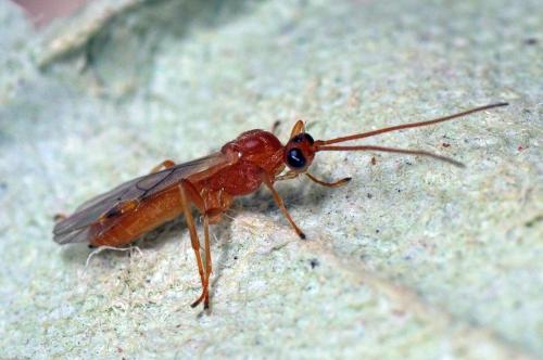 Aleiodes sp.