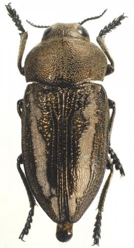 Cyphosoma lausoniae lausoniae
