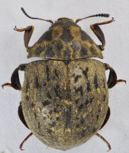 Réf. 103 623 : Byrrhus pyrenaeus