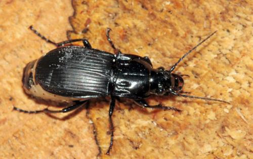 Réf. 103 938 : Abax parallelepipedus