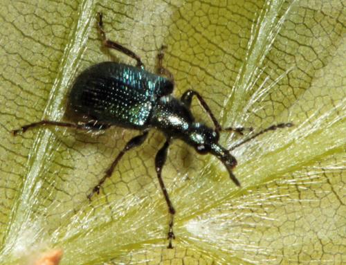 Lasiorhynchites sp.