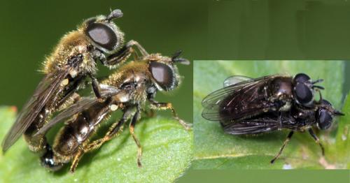 Pipizella sp.
