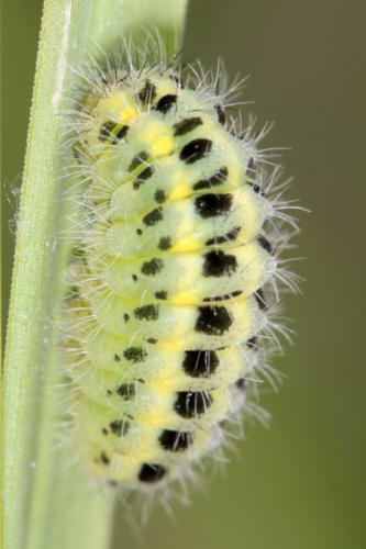 Zygaena filipendulae