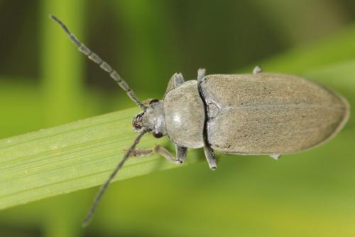 Réf. 103 548 : Dascillus cervinus