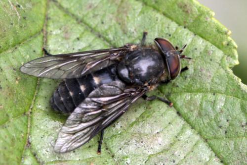 Réf. 103 549 : Hybomitra sp.