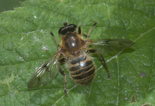 Réf. 103 118 : Criorhina asilica