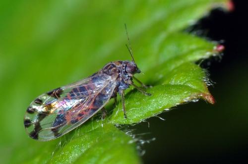 Cacopsylla pulchella