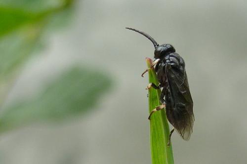 Caliroa annulipes