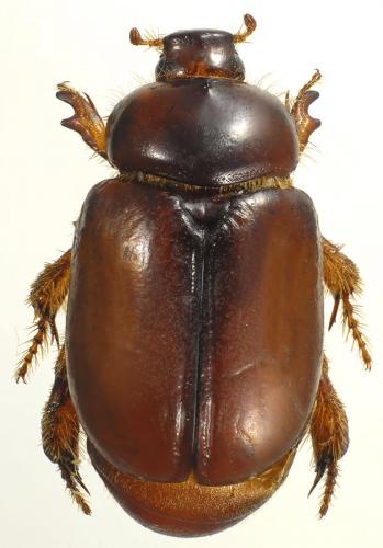 Calicnemis sardiniensis