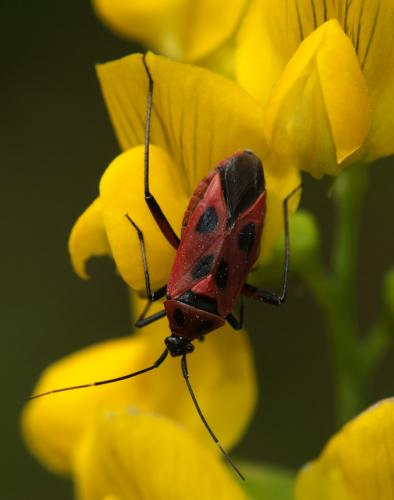 Réf. 103 045 : Calocoris nemoralis