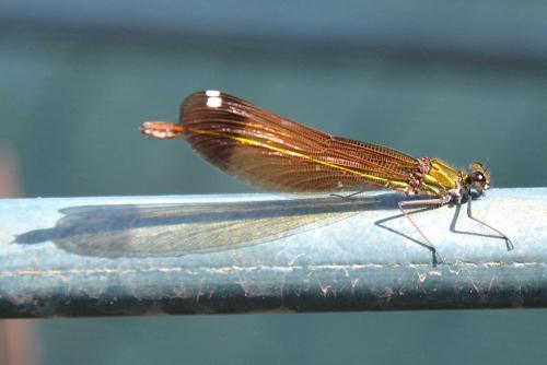 Calopteryx haemorrhoidalis