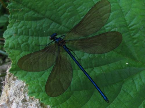 Calopteryx virgo