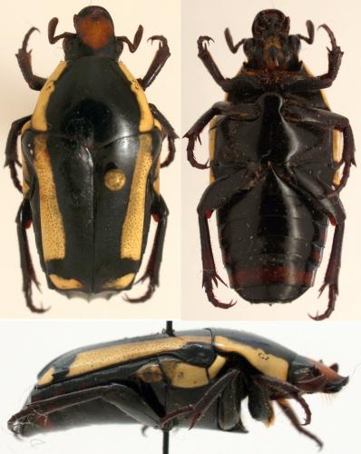 Campsiura graueri