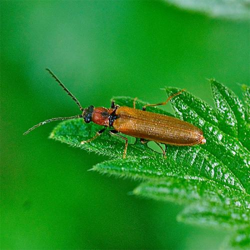 Réf. 103 085 : Denticollis linearis