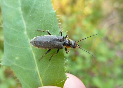 Réf. 103 127 : Cantharis sp.