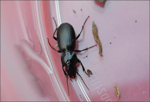 Pterostichus madidus