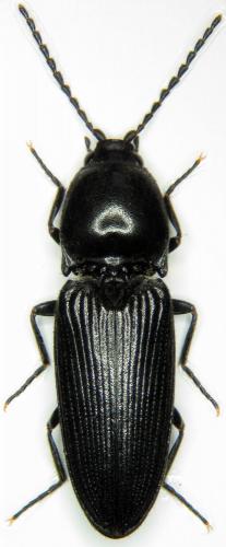 Cardiophorus nigerrimus