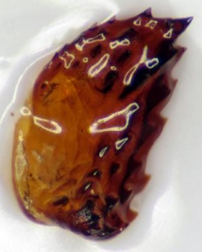 Cardiophorus nigerrimus