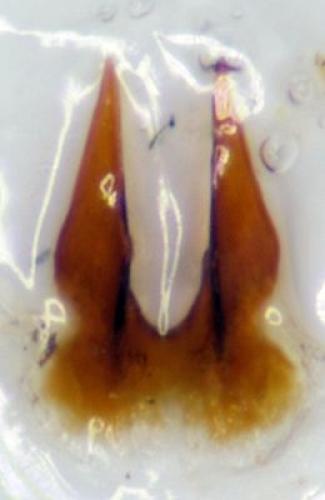 Cardiophorus nigerrimus