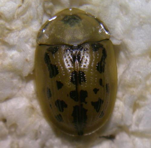 Réf. 103 956 : Cassida murraea