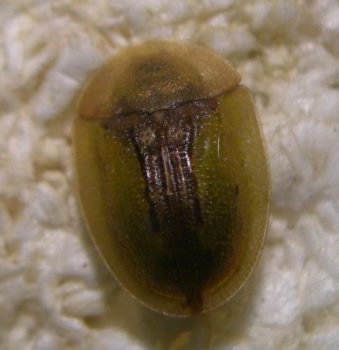 Réf. 103 957 : Cassida sp.