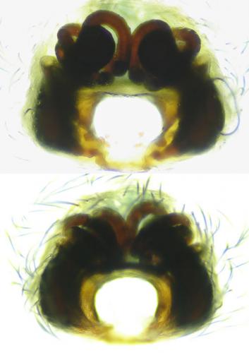 Réf. 103 457 : Cheiracanthium elegans