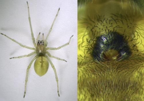 Réf. 103 149 : Cheiracanthium elegans