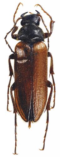 Cebrio strictus