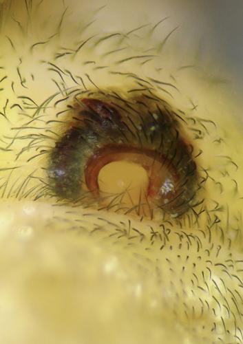 Réf. 103 177 : Cheiracanthium elegans