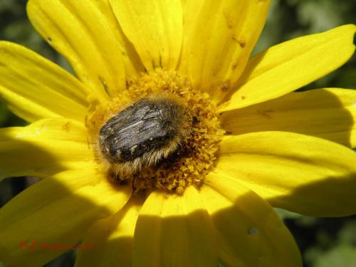 Réf. 103 117 : Tropinota sp.