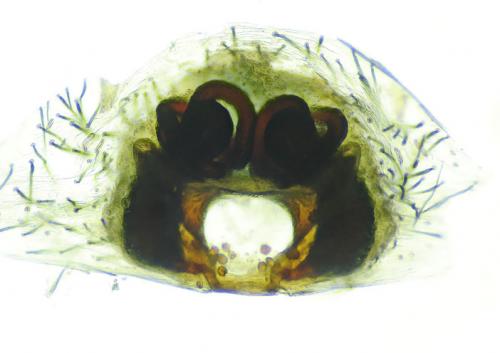 Réf. 103 243 : Cheiracanthium elegans