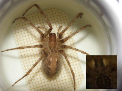 Tegenaria parietina