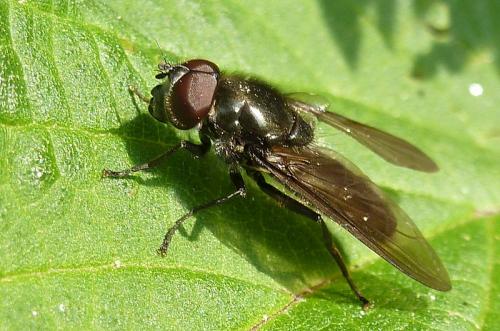 Cheilosia sp.