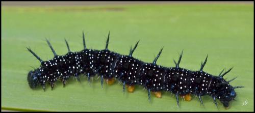 Aglais io