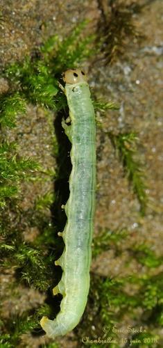 Boudinotiana notha