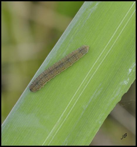 Rhadinoceraea micans