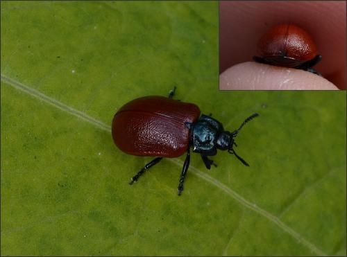 Chrysomela tremula