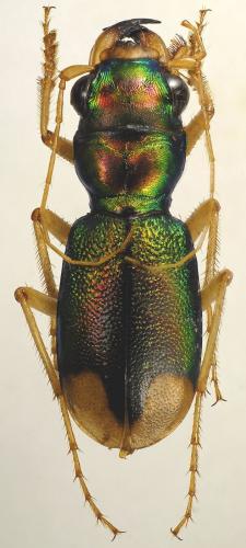 Réf. 103 254 : Grammognatha euphratica